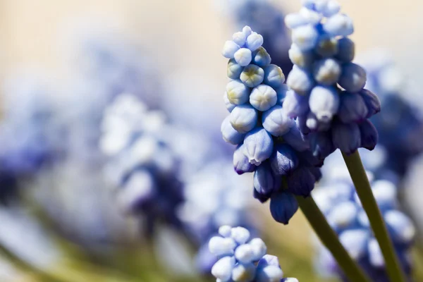 Gemeenschappelijke druif hyacint — Stockfoto