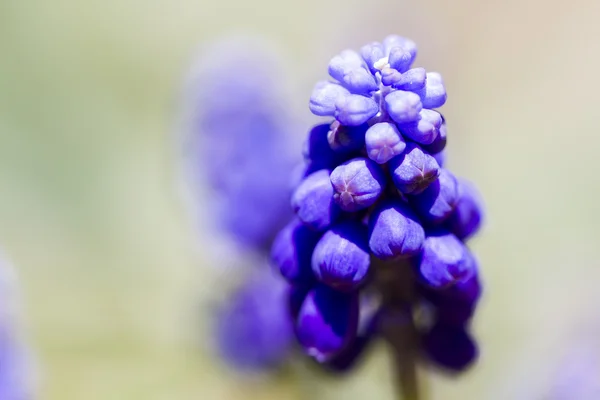 Common grape hyacinth — Stock Photo, Image