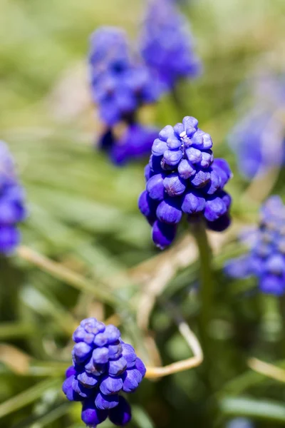 Gemeenschappelijke druif hyacint — Stockfoto
