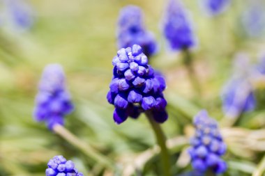 ortak üzüm sümbül