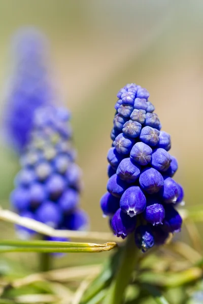 Common grape hyacinth — Stock Photo, Image