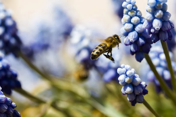 Common grape hyacinth — Stock Photo, Image