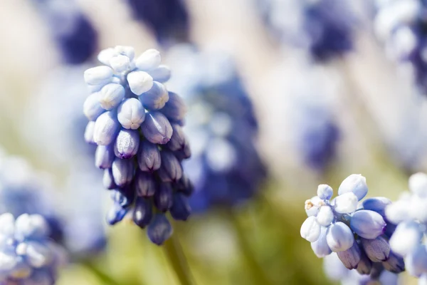 Vanliga druvor hyacint — Stockfoto