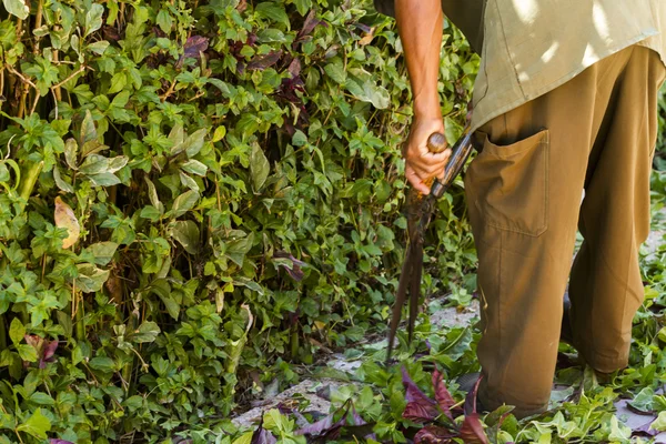 Gardener — Stock Photo, Image