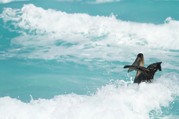 Brown pelican — Stock Photo, Image