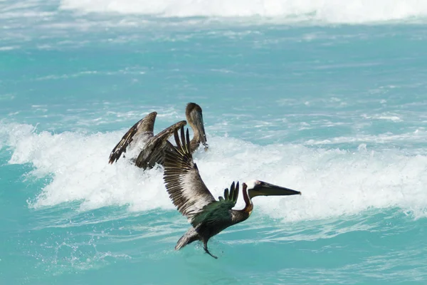 Bruine pelikaan — Stockfoto