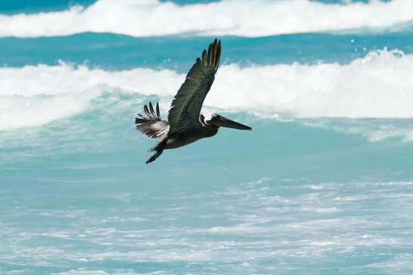 Brown pelican — Stock Photo, Image