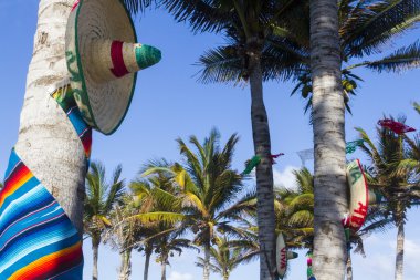 Hindistan cevizi ağacı