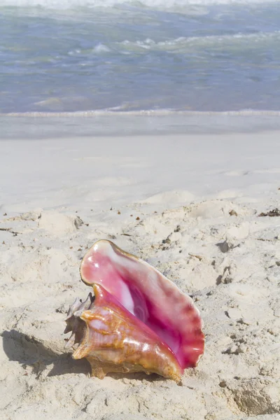 Large sea shell — Stock Photo, Image