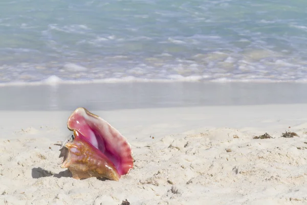 Grande concha do mar — Fotografia de Stock