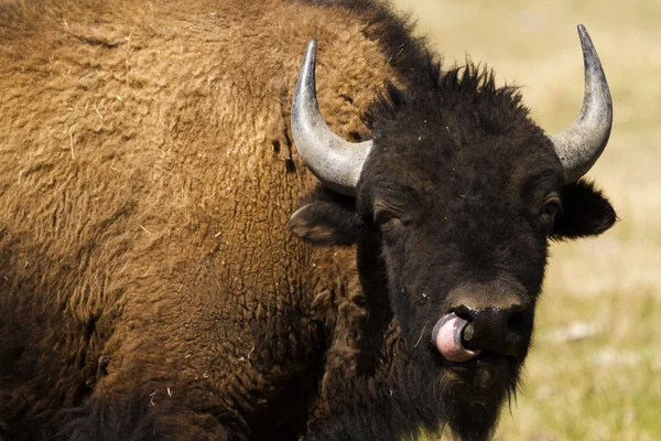 Buffalo ράντσο — Φωτογραφία Αρχείου
