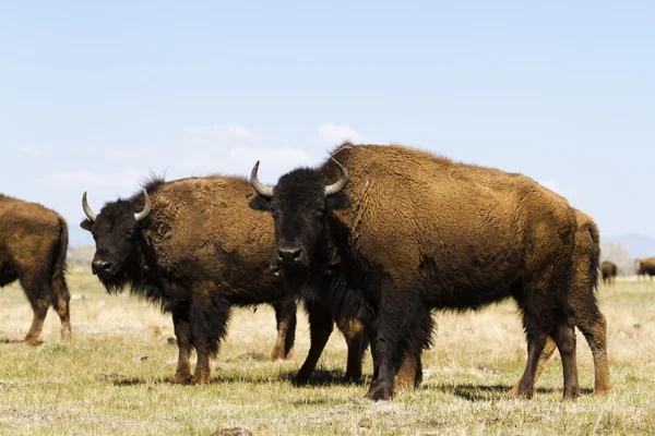 Buffalo ράντσο — Φωτογραφία Αρχείου