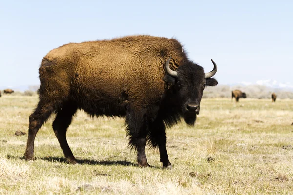 Buffalo ράντσο — Φωτογραφία Αρχείου