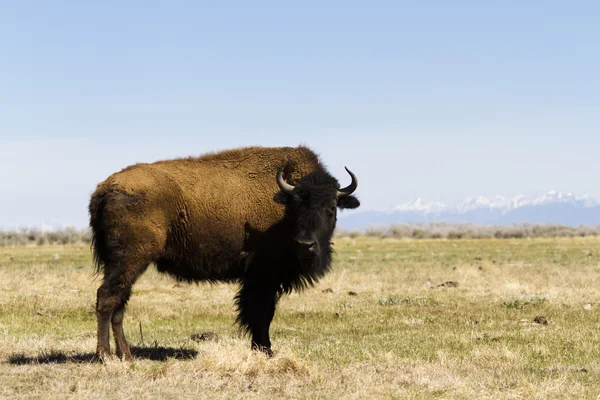 Buffalo ράντσο — Φωτογραφία Αρχείου