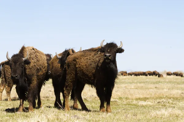 Buffalo ranch — Stock Photo, Image