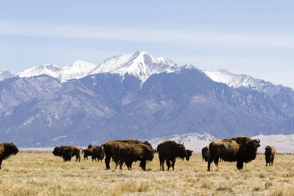 Buffalo ranch — Stock Photo, Image
