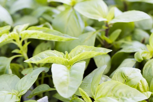 Fresh produce — Stock Photo, Image