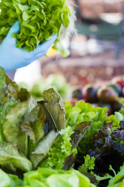 Fresh produce — Stock Photo, Image