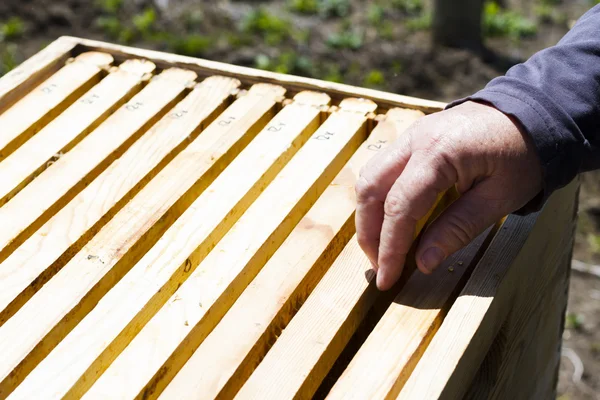 Beekeeping — Stock Photo, Image