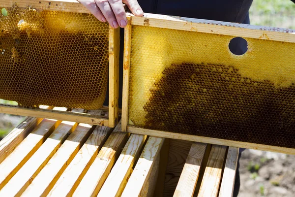 Pszczelarstwo — Zdjęcie stockowe