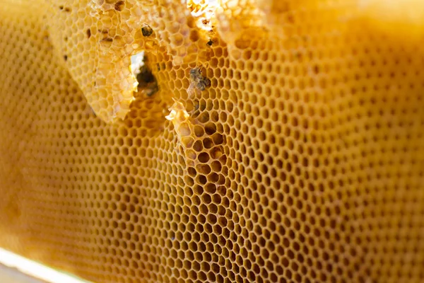 養蜂業 — ストック写真