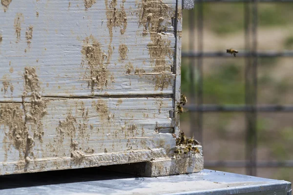 Beekeeping — Stock Photo, Image