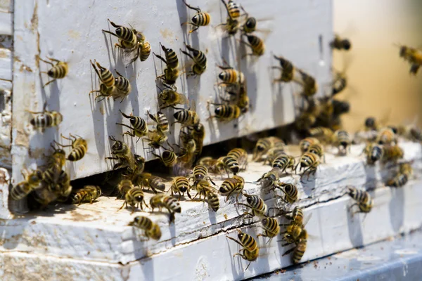 Μελισσοκομία — Φωτογραφία Αρχείου