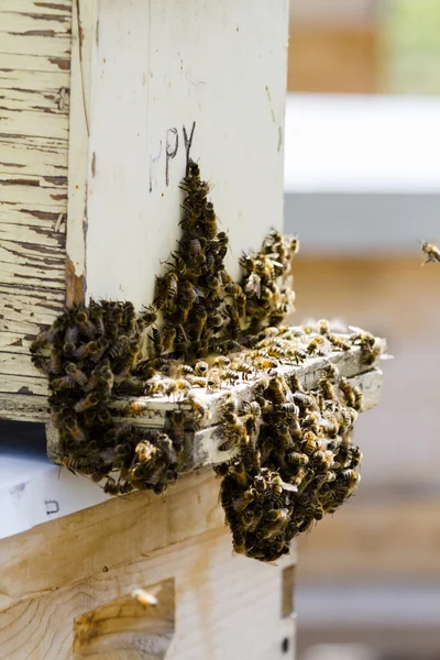 Pszczelarstwo — Zdjęcie stockowe
