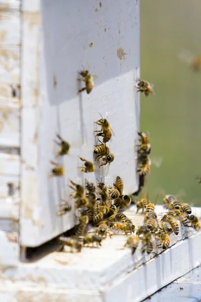 Apiculture — Photo