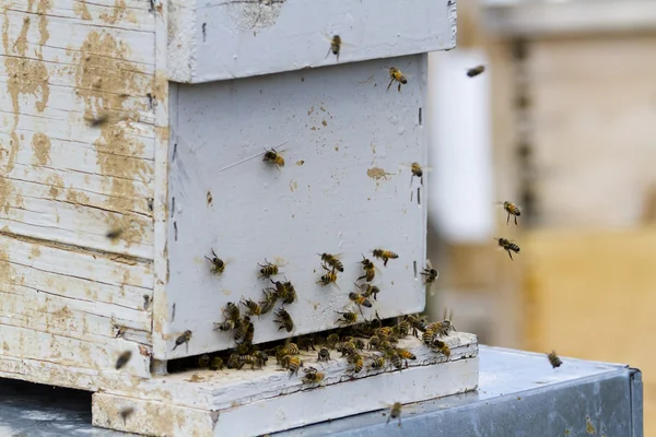 Apiculture — Photo