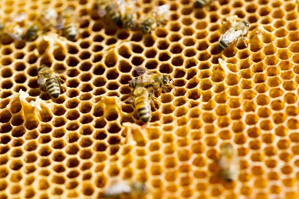 Beekeeping — Stock Photo, Image