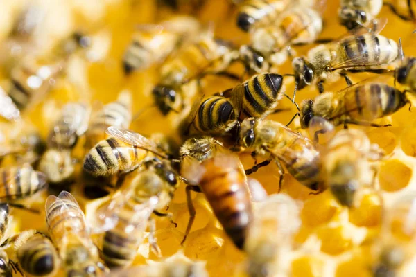Beekeeping — Stock Photo, Image