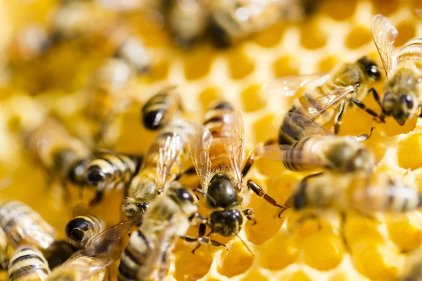 Včelařství — Stock fotografie