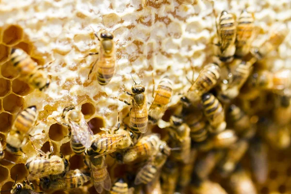 養蜂業 — ストック写真