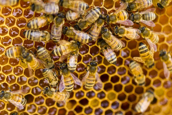 Beekeeping — Stock Photo, Image