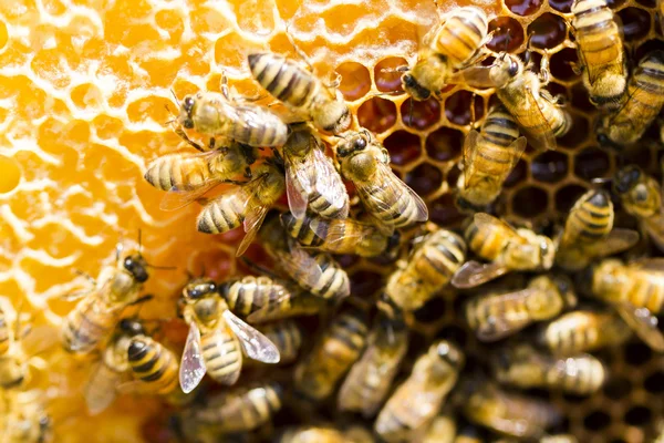 Včelařství — Stock fotografie