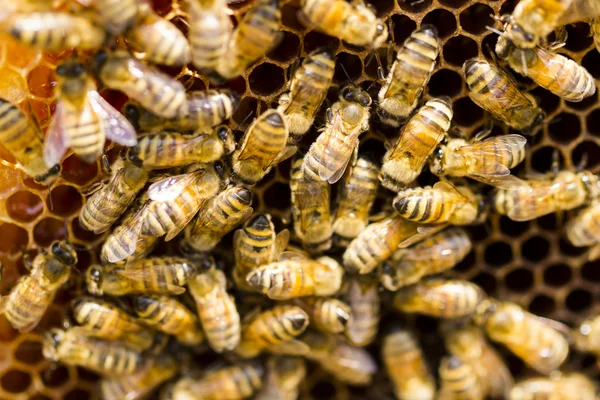 Beekeeping — Stock Photo, Image