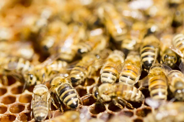 Beekeeping — Stock Photo, Image