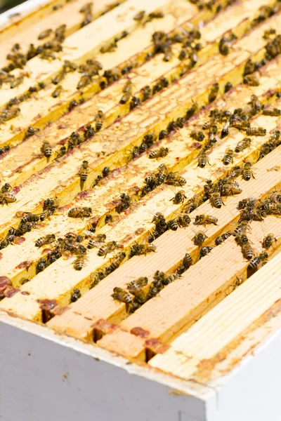 养蜂业 — 图库照片