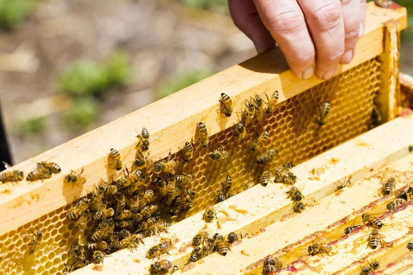 Beekeeping — Stock Photo, Image