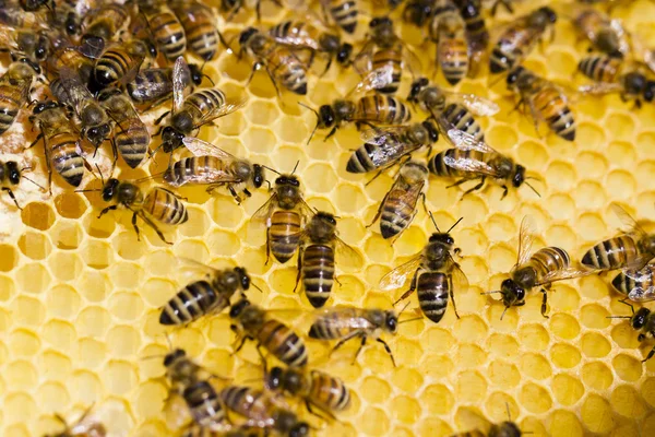 Beekeeping — Stock Photo, Image