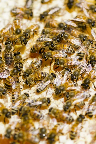 Пчеловодство — стоковое фото