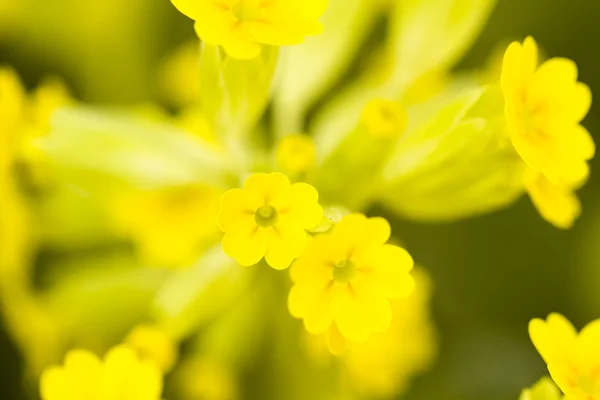 Trädgård i blom — Stockfoto