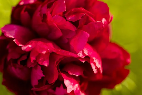 Jardín en flor —  Fotos de Stock