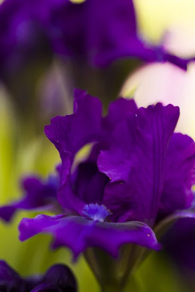 Jardim em flor — Fotografia de Stock