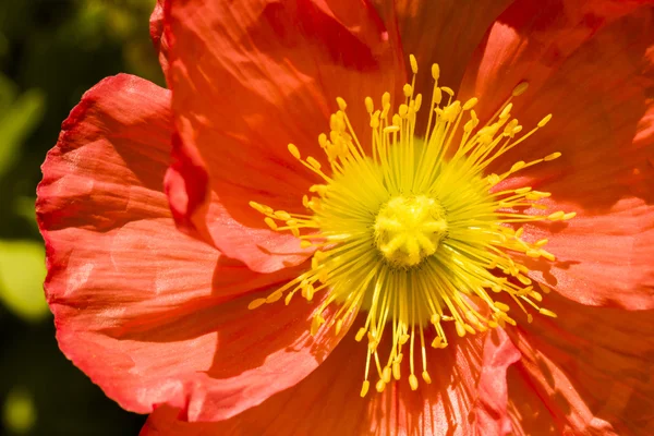 Jardim em flor — Fotografia de Stock