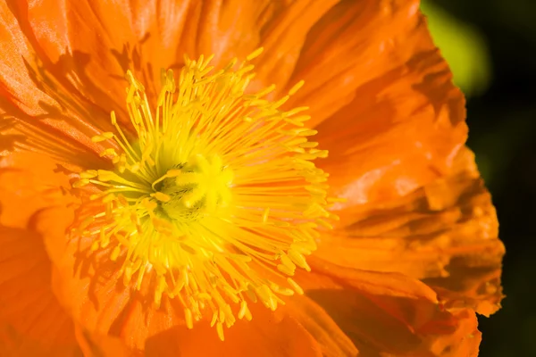 Jardim em flor — Fotografia de Stock