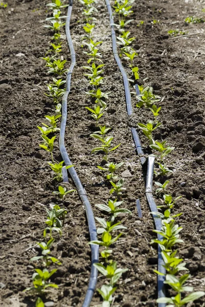 Groentetuin — Stockfoto