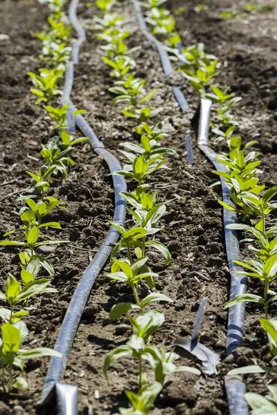 Gemüsegarten — Stockfoto