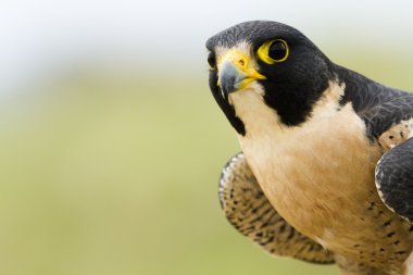 Peregrine Şahini